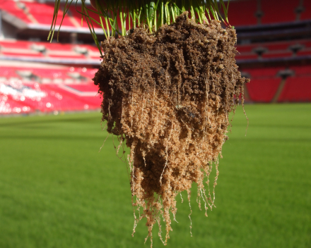 TerraCottem Turf bodemverbeteraar: uitstekende beworteling